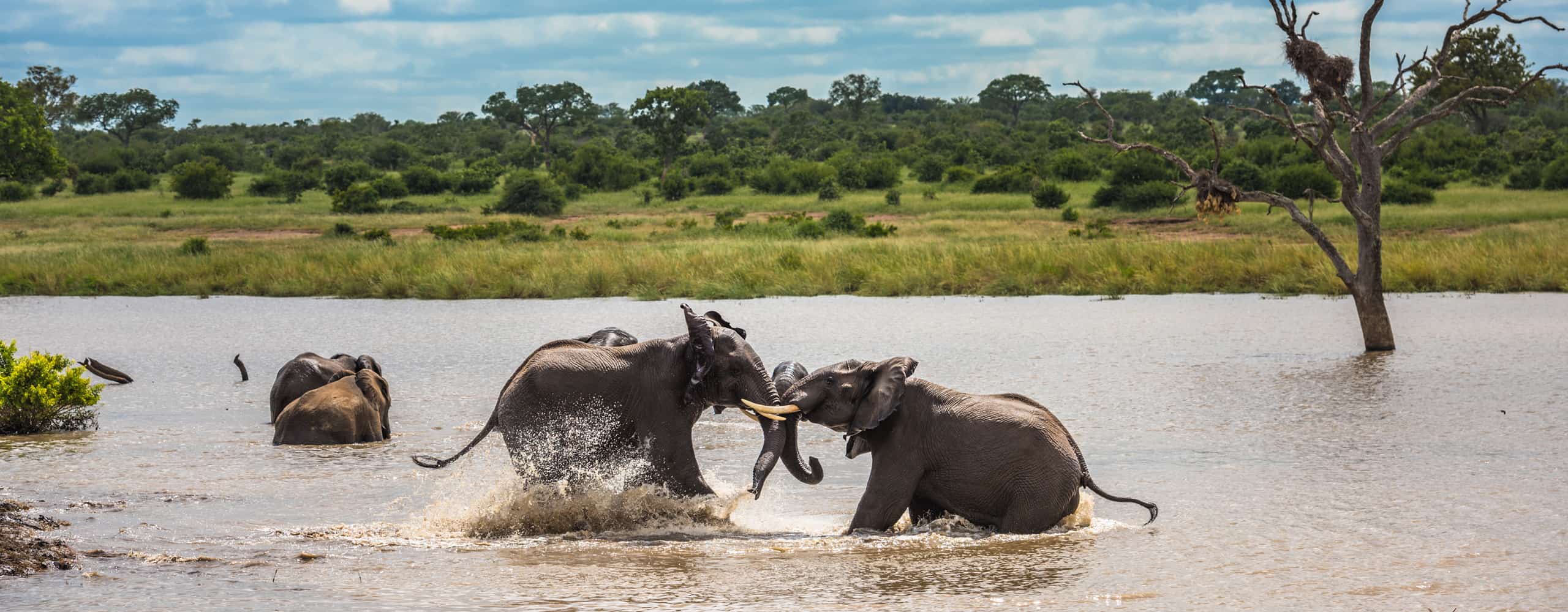 Young Elephants Playing In Kruger National Park